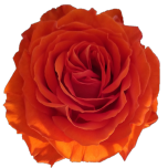 Orange Only Roses d'Equateur Ethiflora